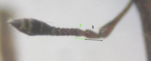 Lixus sp.